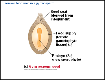 From ovule to seed in a gymnosperm