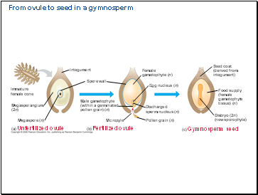 From ovule to seed in a gymnosperm