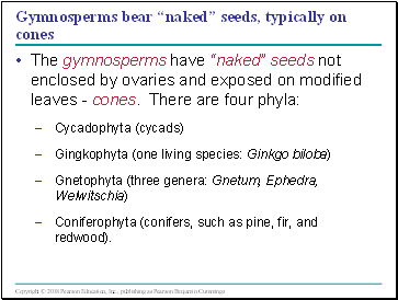 Gymnosperms bear naked seeds, typically on cones