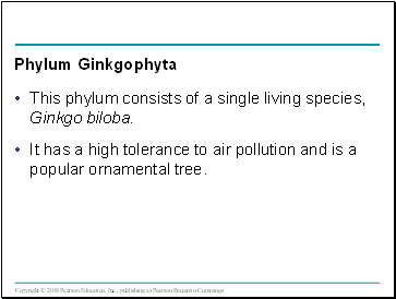 Phylum Ginkgophyta
