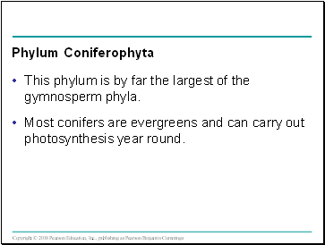 Phylum Coniferophyta