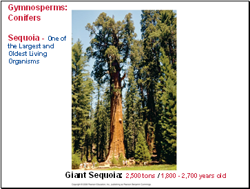 Gymnosperms: Conifers Sequoia - One of the Largest and Oldest Living Organisms