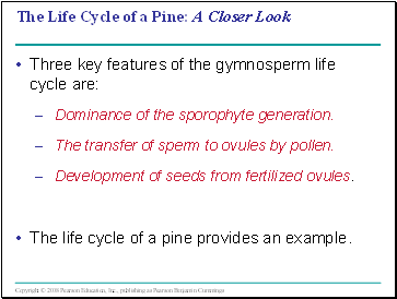 The Life Cycle of a Pine: A Closer Look