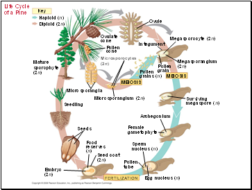 Life Cycle of a Pine