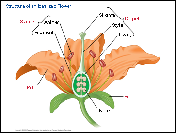 Structure of an Idealized Flower