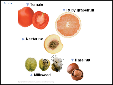 Fruits