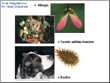 Fruit Adaptations for Seed Dispersal