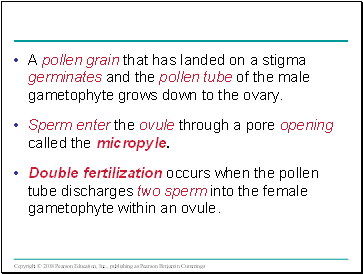 A pollen grain that has landed on a stigma germinates and the pollen tube of the male gametophyte grows down to the ovary.