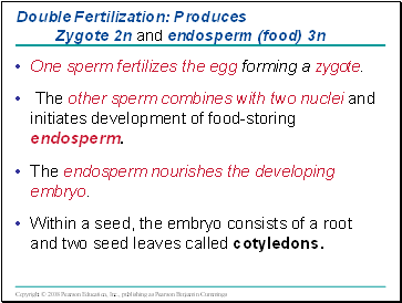 One sperm fertilizes the egg forming a zygote.
