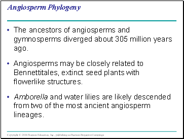 Angiosperm Phylogeny