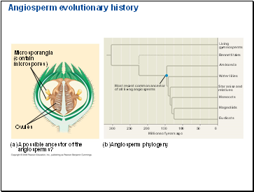 Angiosperm evolutionary history