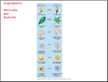 Angiosperms: Monocots and Eudicots