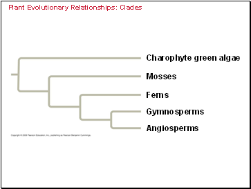 Plant Evolutionary Relationships: Clades