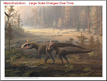 MacroEvolution: Large Scale Changes Over Time