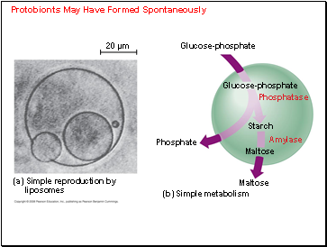 Protobionts May Have Formed Spontaneously