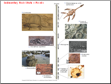 Sedimentary Rock Strata -- Fossils