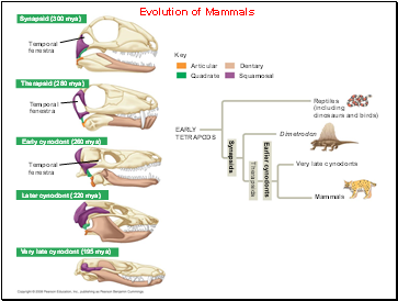 Evolution of Mammals