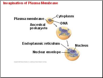 Invagination of Plasma Membrane