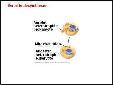 Serial Endosymbiosis