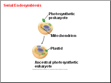 Serial Endosymbiosis