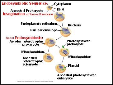 Endosymbiotic Sequence: