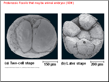 Proterozoic Fossils that may be animal embryos (SEM)