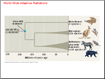 World-Wide Adaptive Radiations