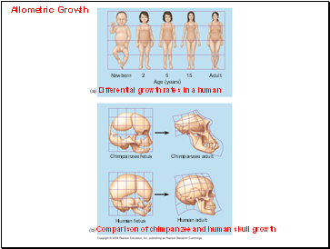 Allometric Growth