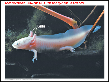 Paedomorphosis - Juvenile Gills Retained by Adult Salamander