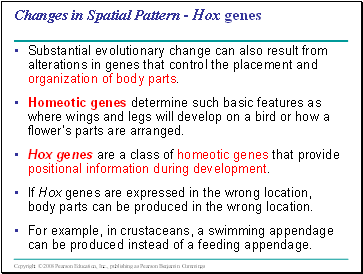 Changes in Spatial Pattern - Hox genes