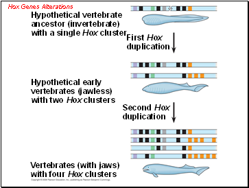 Hox Genes Alterations