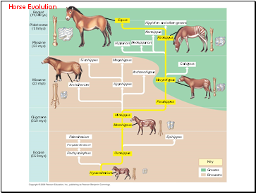 Horse Evolution