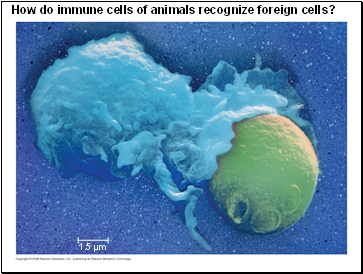 How do immune cells of animals recognize foreign cells?
