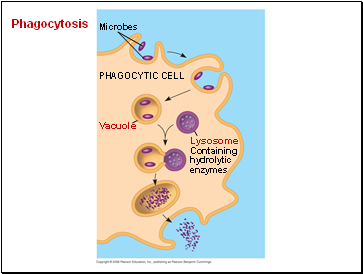 Phagocytosis