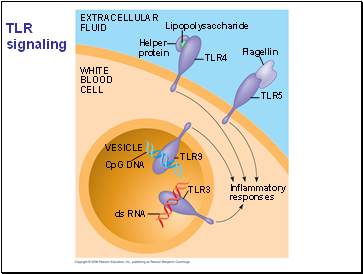 TLR signaling