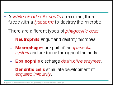 A white blood cell engulfs a microbe, then fuses with a lysosome to destroy the microbe.