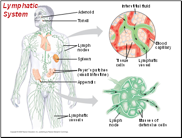 Lymphatic System