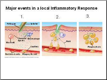 Major events in a local Inflammatory Response