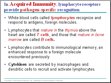In Acquired Immunity, lymphocyte receptors provide pathogen-specific recognition