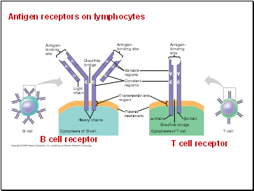 Antigen receptors on lymphocytes