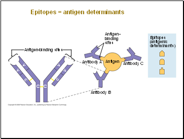 Epitopes = antigen determinants