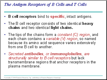 The Antigen Receptors of B Cells and T Cells