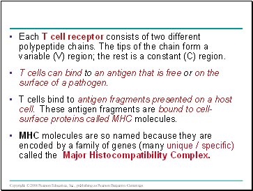 Each T cell receptor consists of two different polypeptide chains. The tips of the chain form a variable (V) region; the rest is a constant (C) region.
