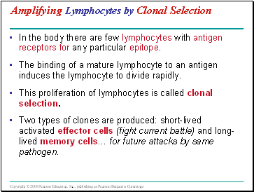 Amplifying Lymphocytes by Clonal Selection