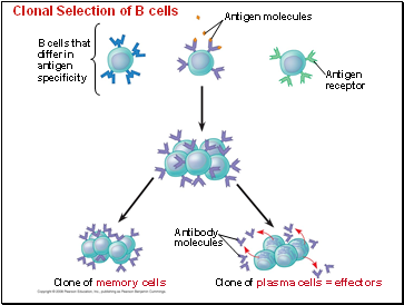 Clonal Selection of B cells
