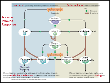 Acquired Immune Response