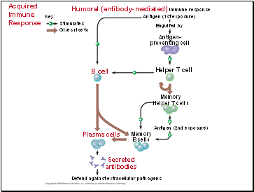 Acquired Immune Response