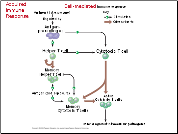 Acquired Immune Response