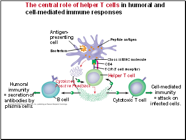 The central role of helper T cells in humoral and cell-mediated immune responses