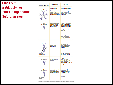 The five antibody, or immunoglobulin (Ig), classes